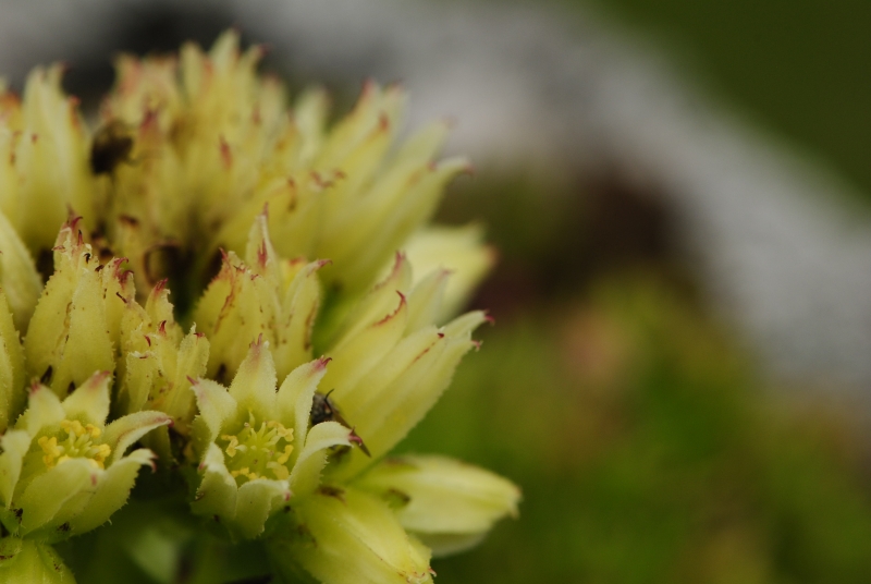 globiferum ssp. hirtum (preissianum) from Malý Fatranský Kriváň