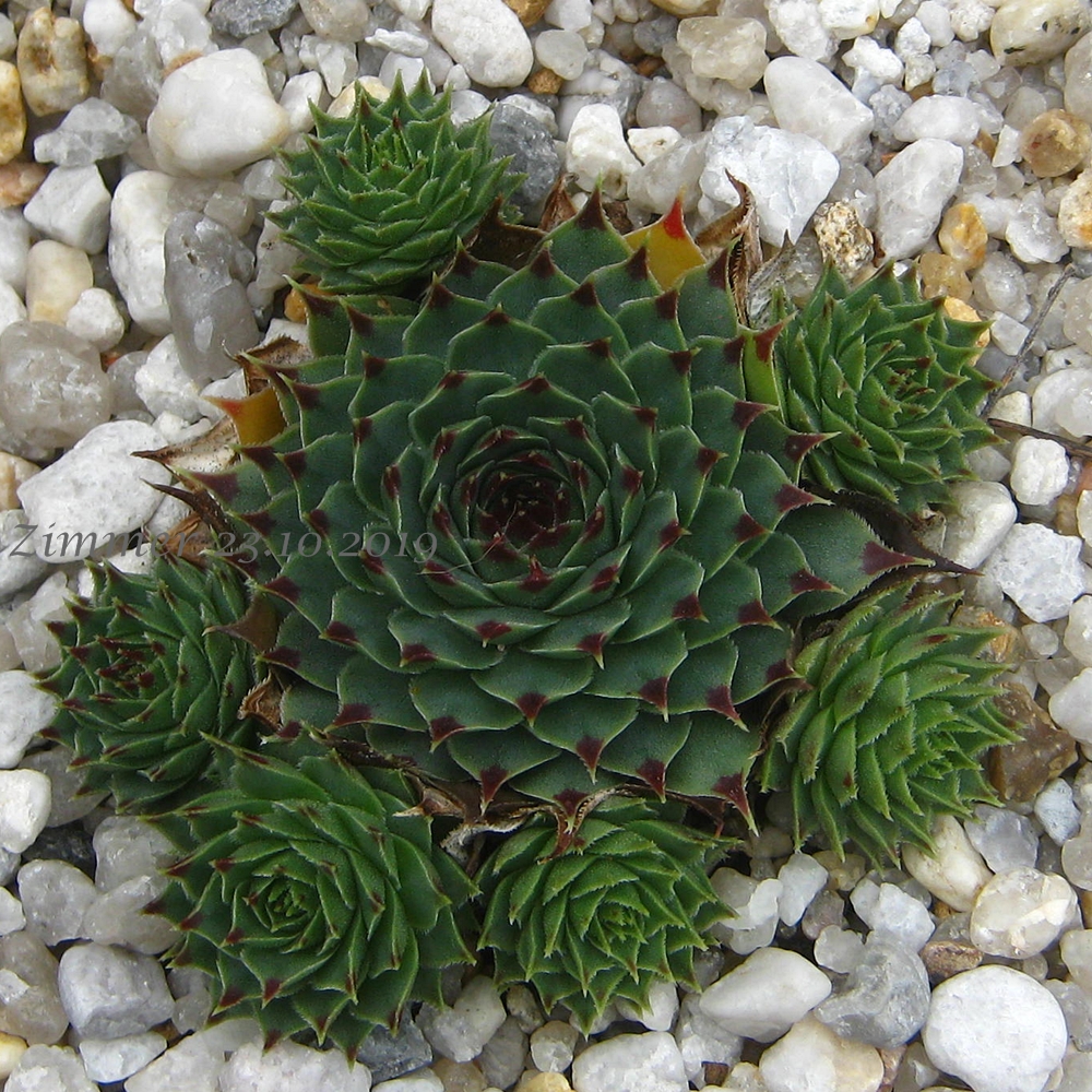 calcareum from Col de Gleize (Typ 2)