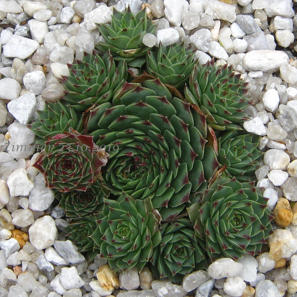 calcareum from Alpes Maritimes (Typ PH431)