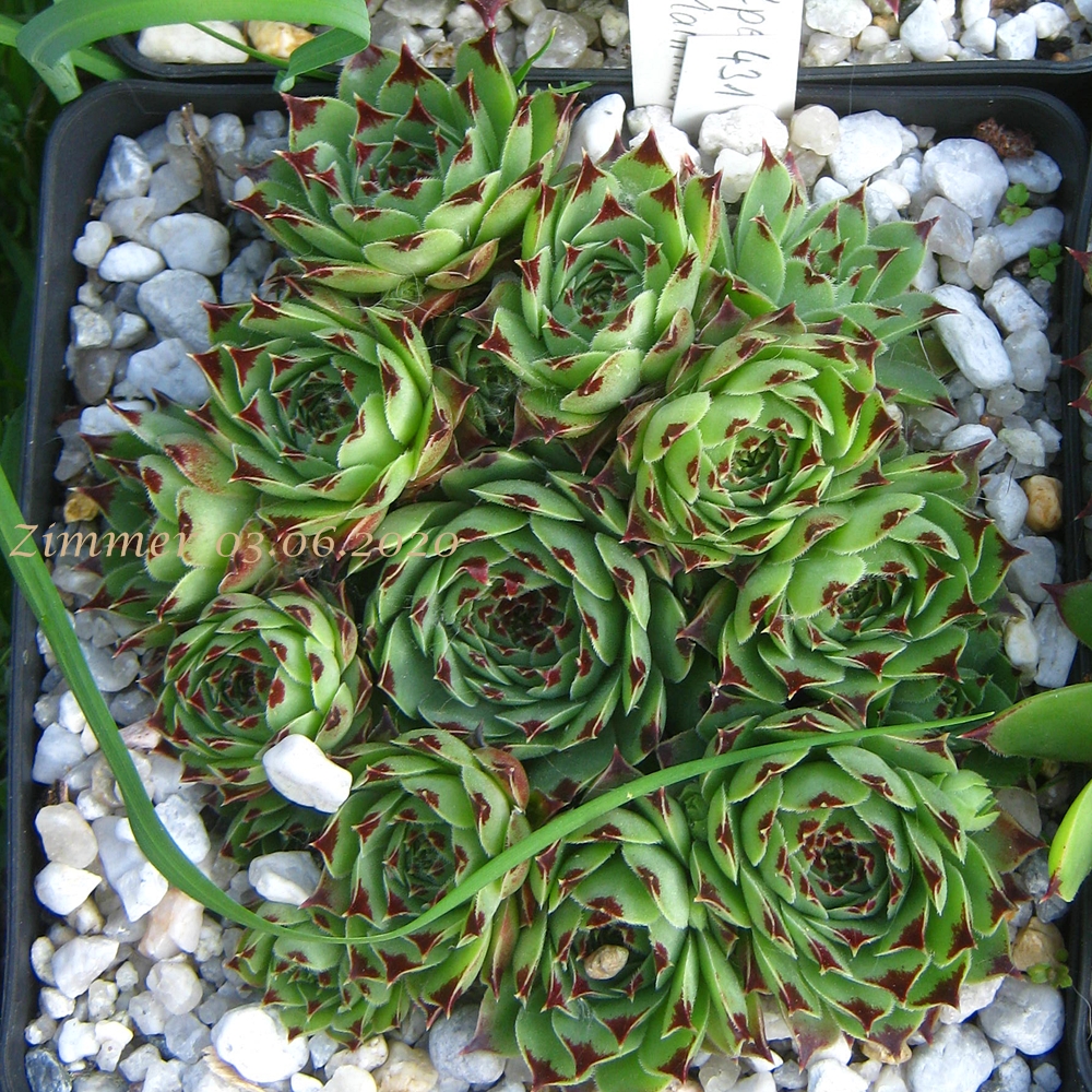 calcareum from Alpes Maritimes (Typ PH431)
