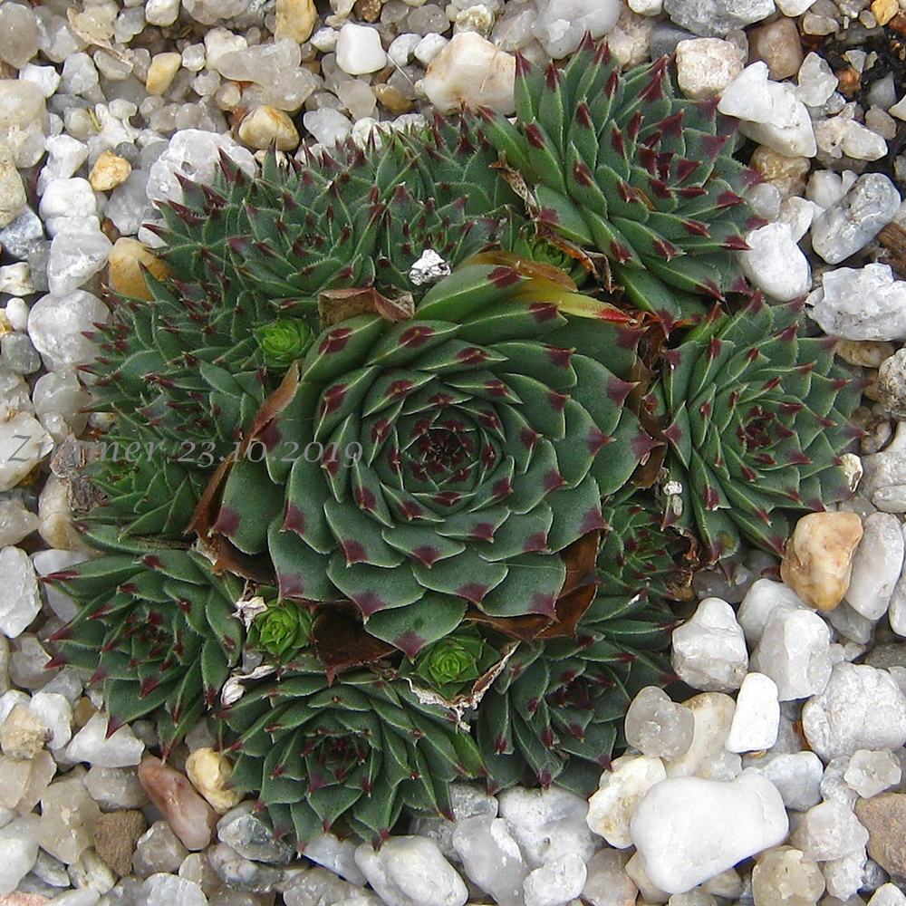 calcareum from Col Bayard