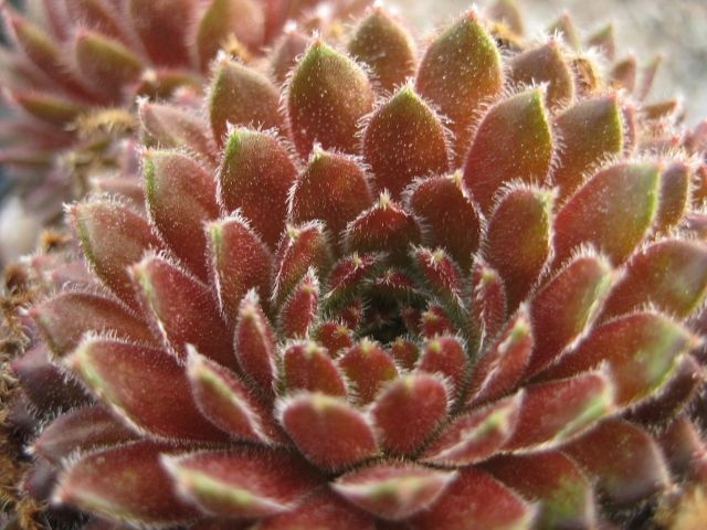 Apricot Blush