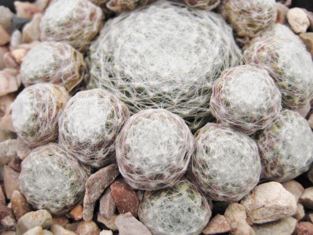 Boule de Neige