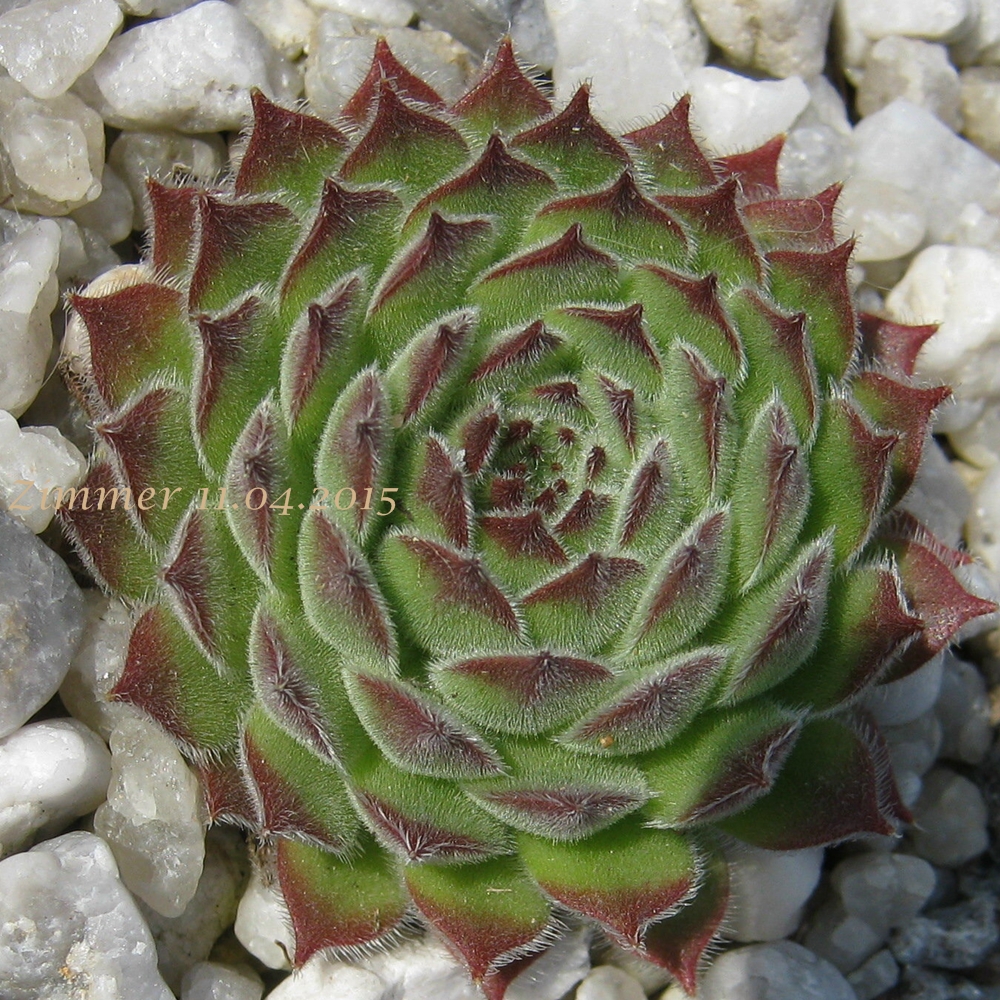 Apollonia