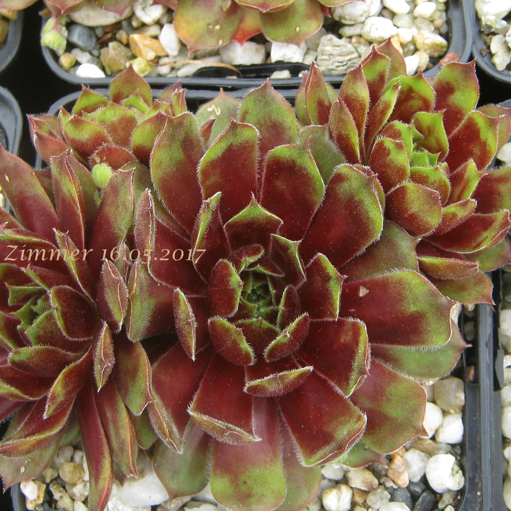 Brilland Red Brun