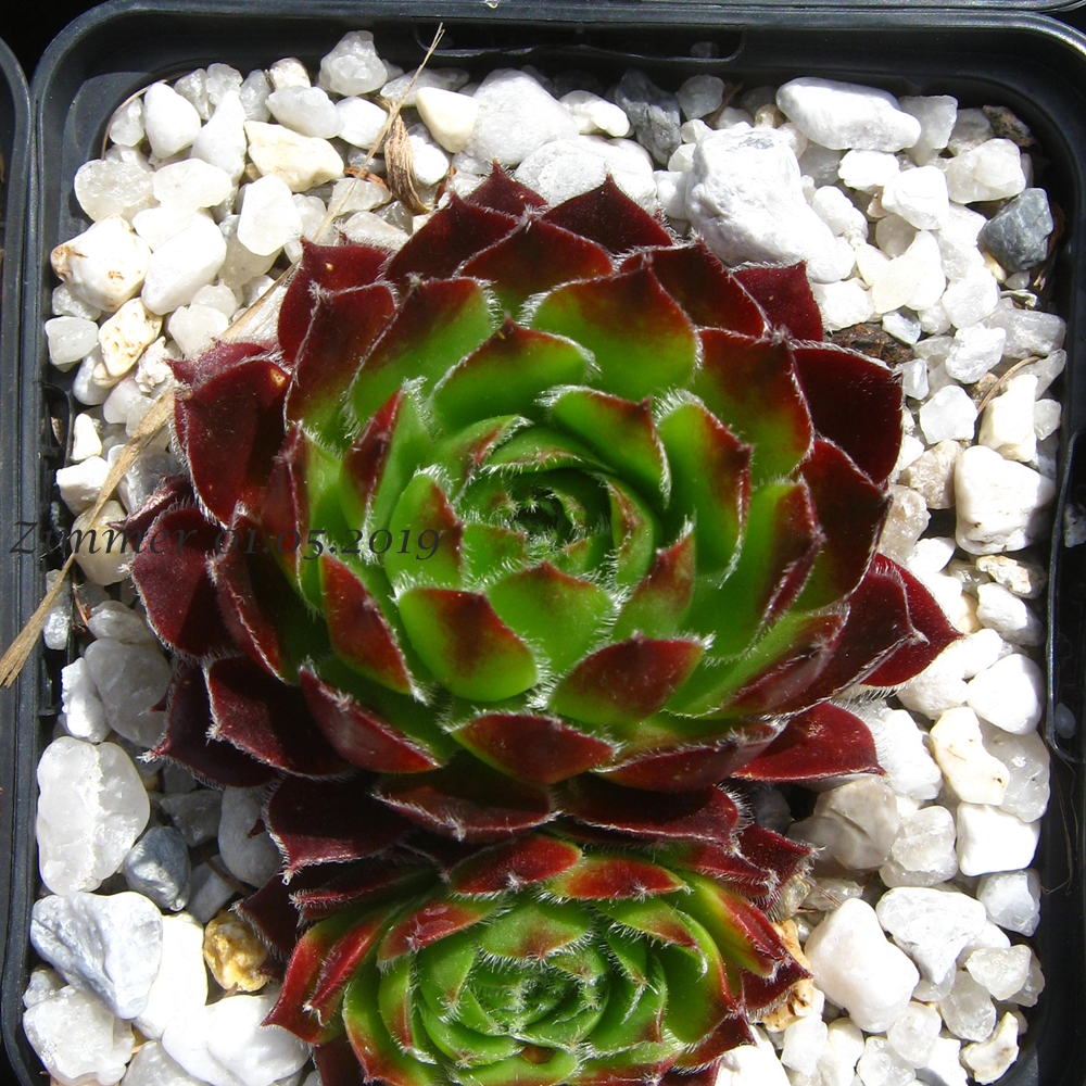 Cassiopeia