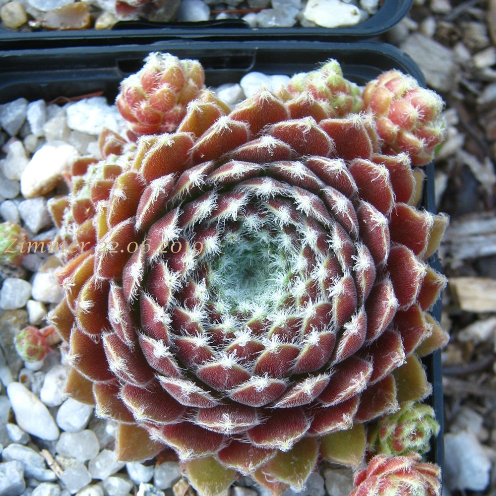 Chlorys