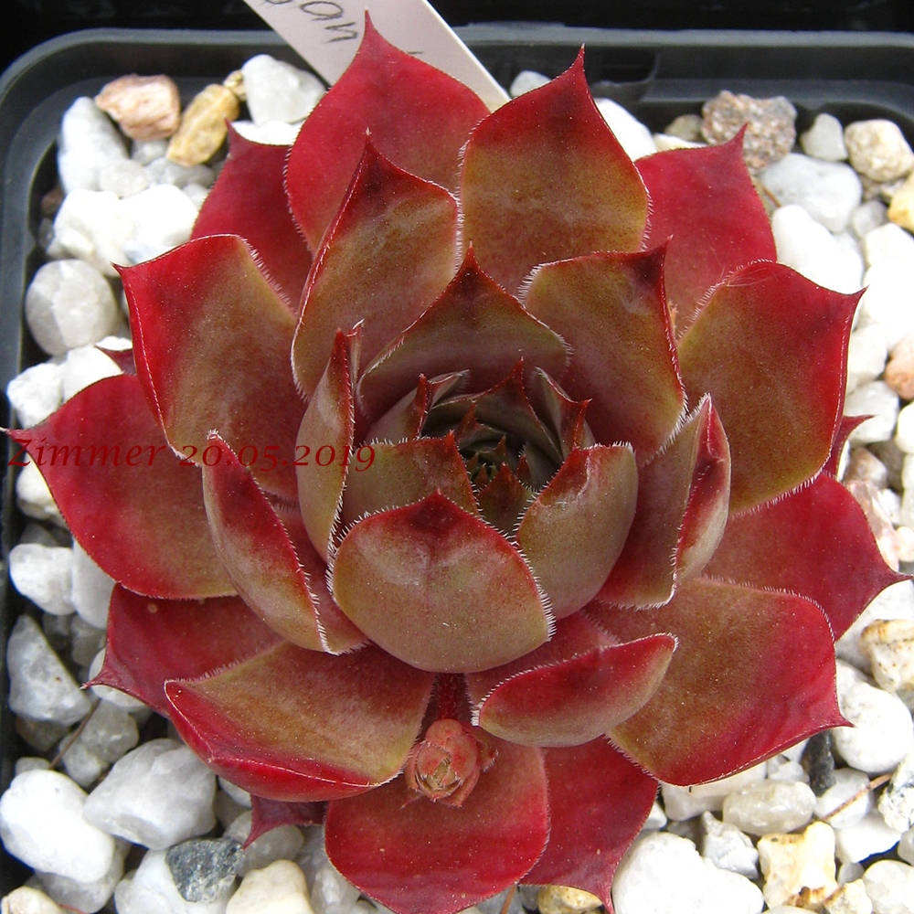 Giganteum