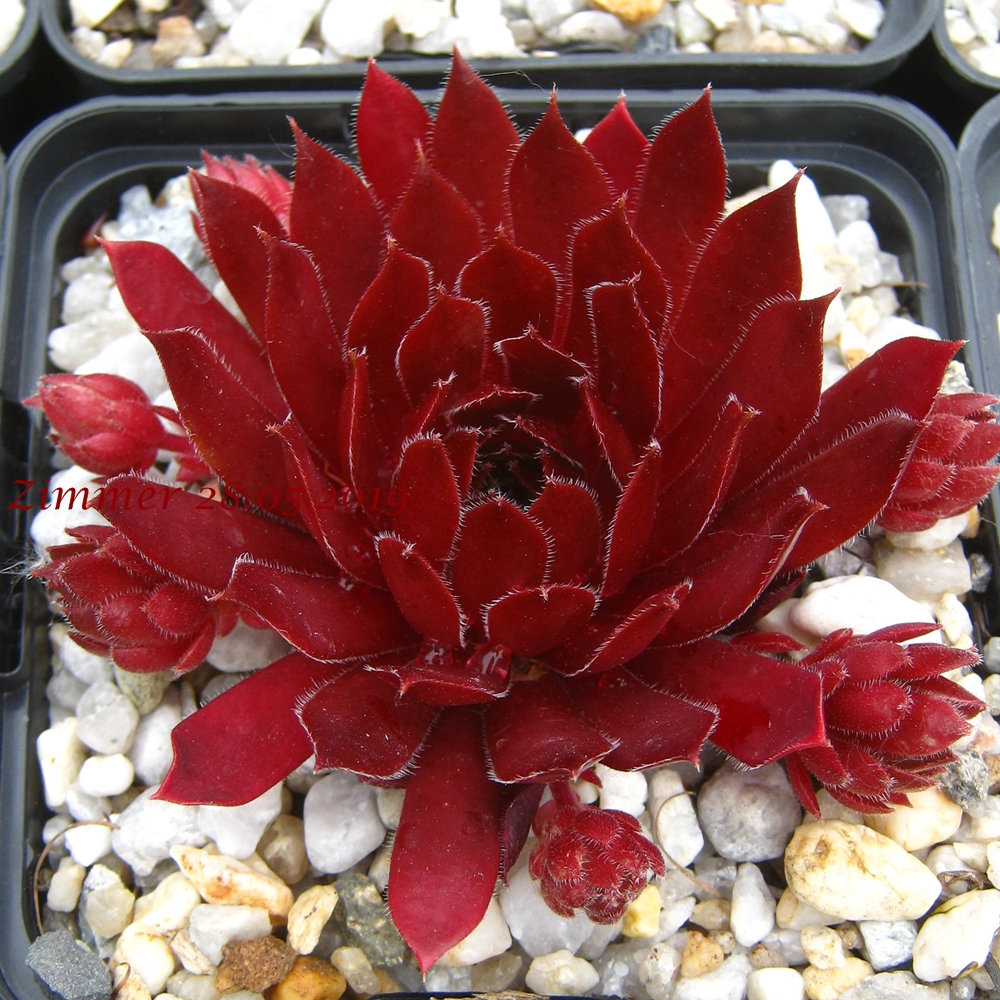 Polaris