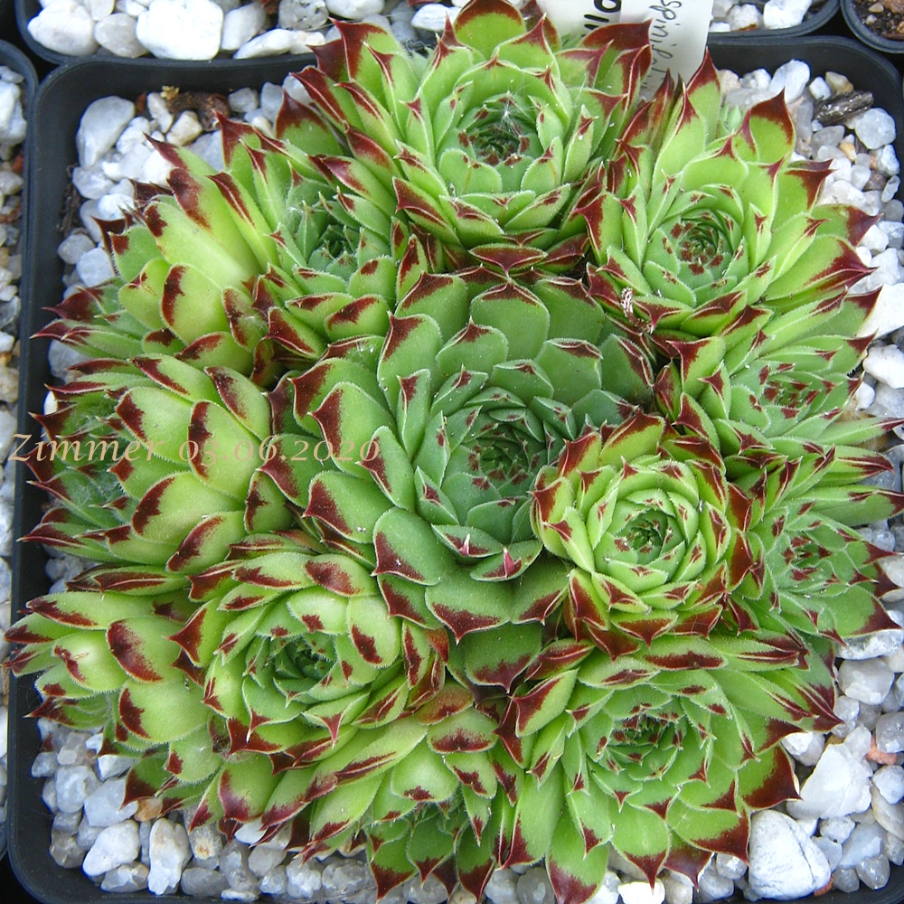 calcareum (spinifolium)