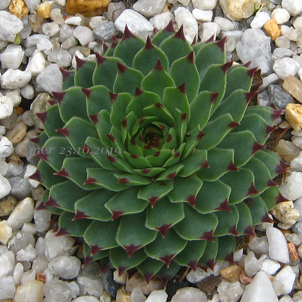 calcareum from Alpes Maritimes