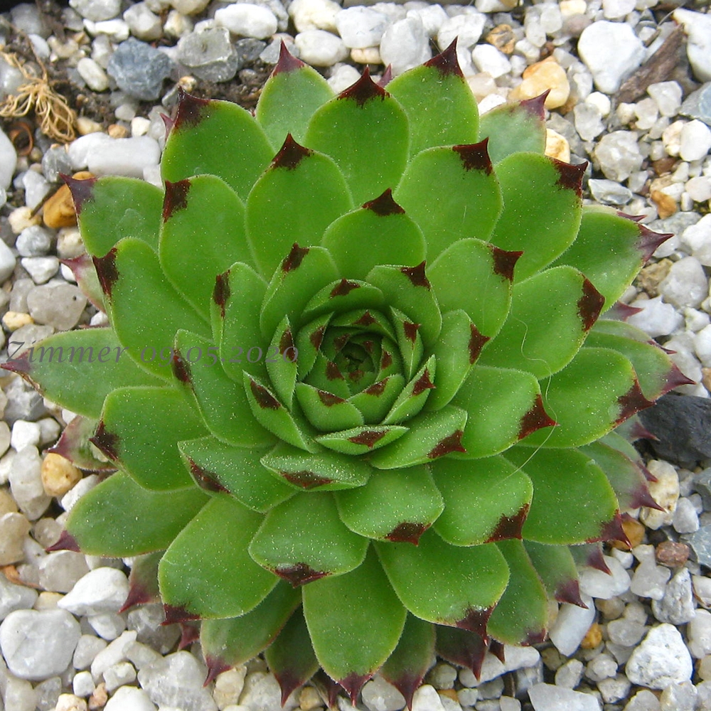calcareum from Alpes Maritimes