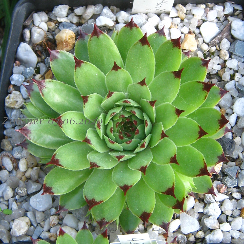 calcareum from Alpes Maritimes
