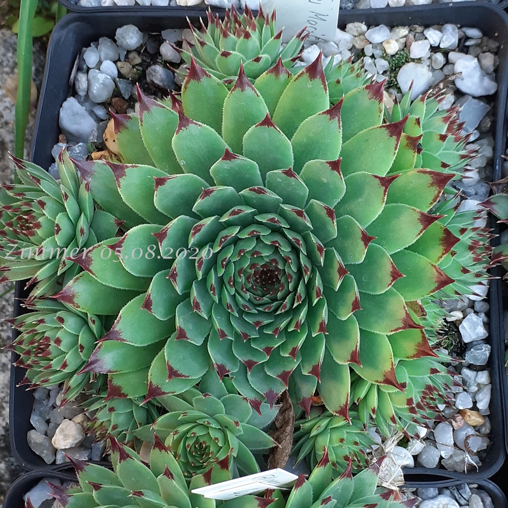 calcareum from Alpes Maritimes