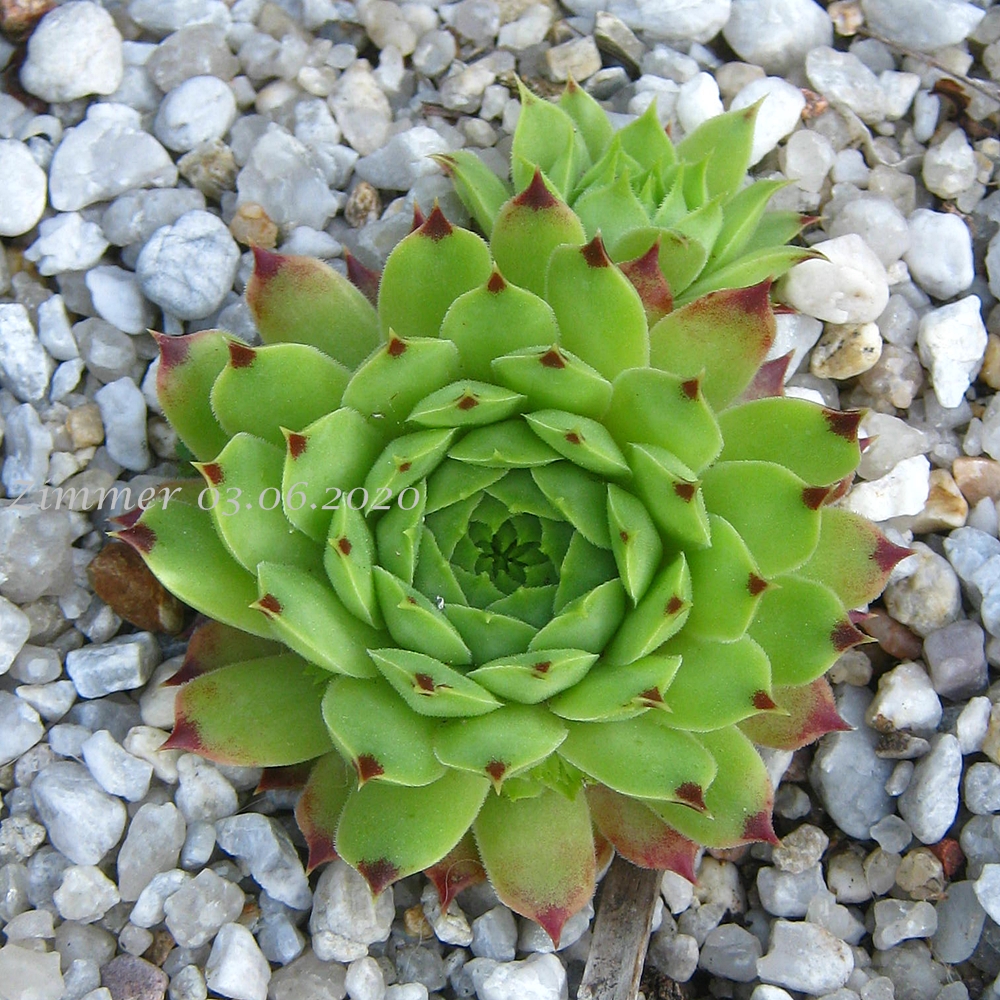 calcareum from La Vanoise