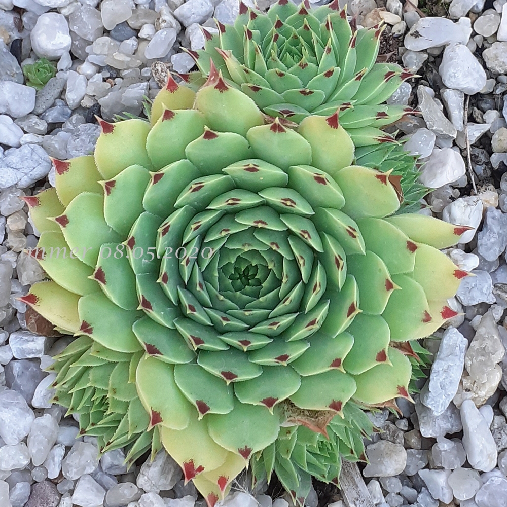 calcareum from La Vanoise