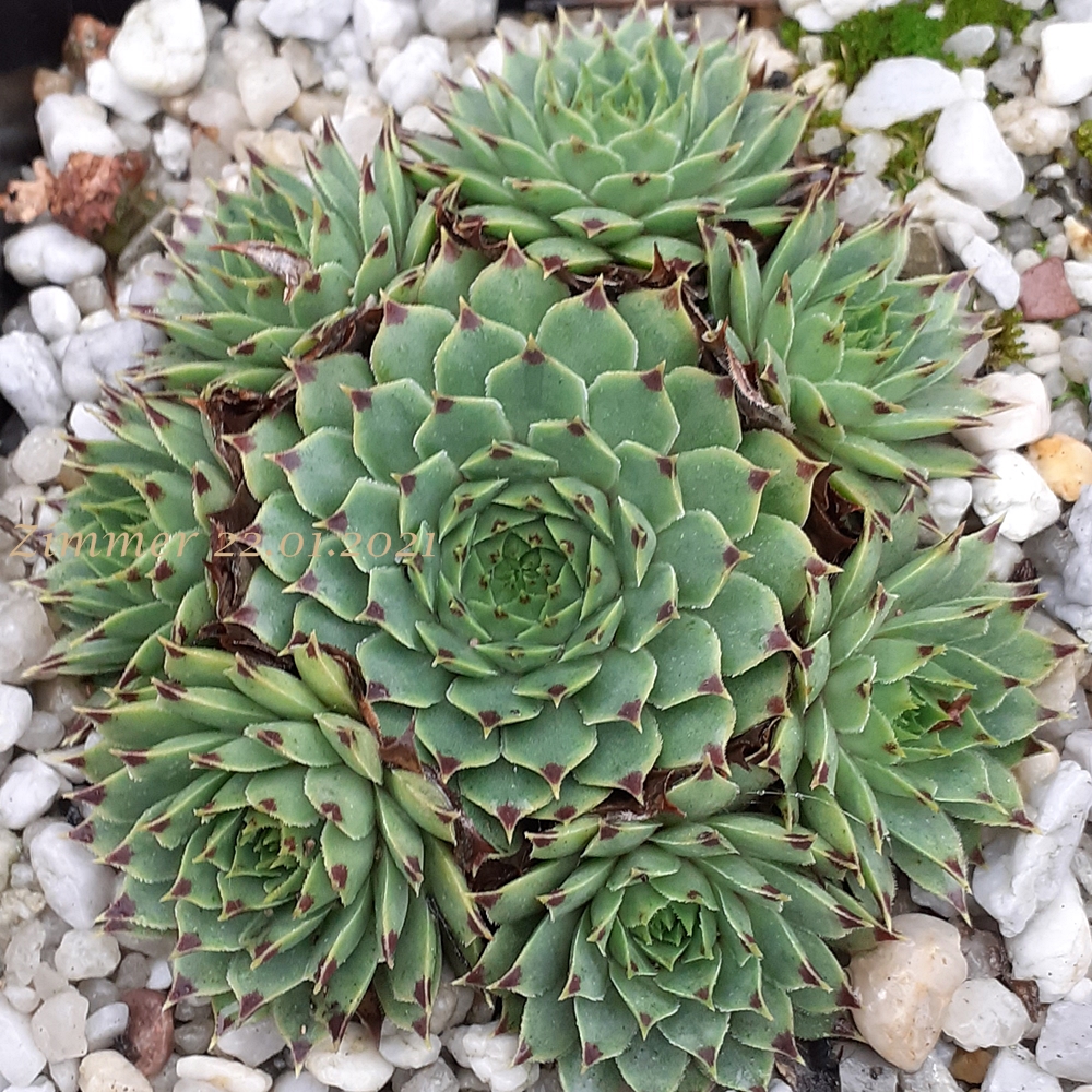 calcareum from La Vanoise