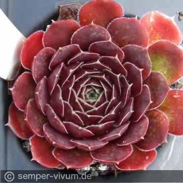Red Caro / Jovi