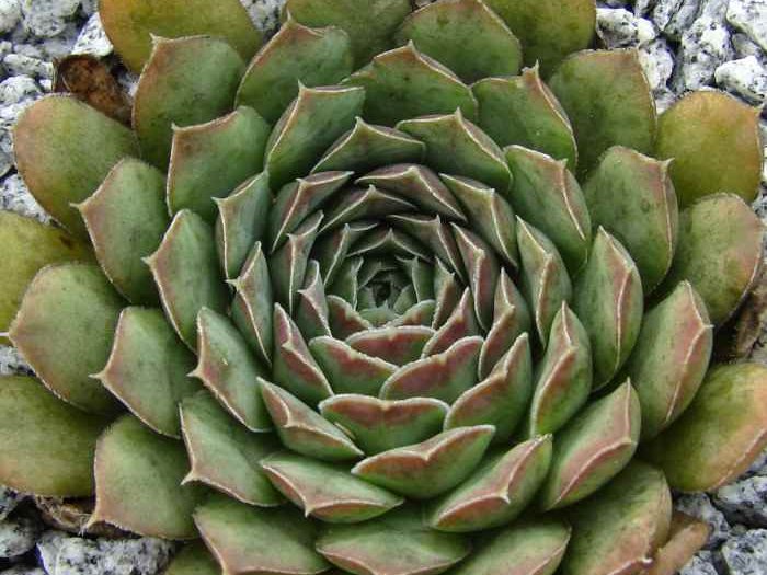 heuffelii from Korita, Durmitor