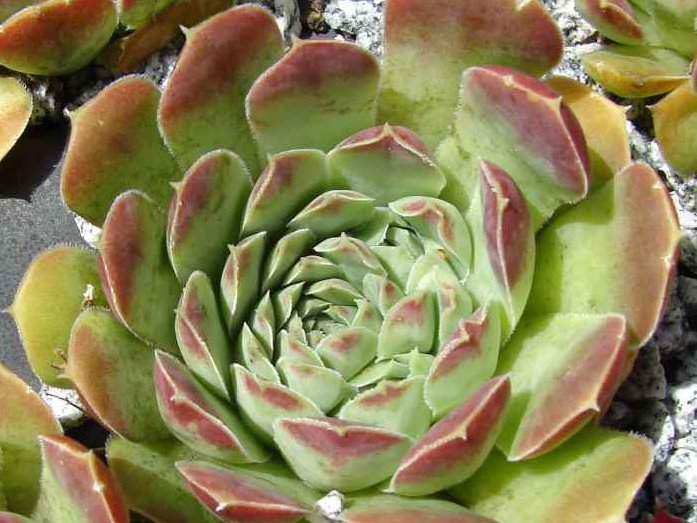 heuffelii from Jablan Jezero, Durmitor