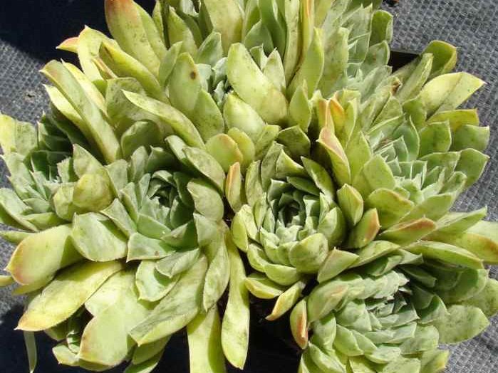 heuffelii from Naklo, Tara