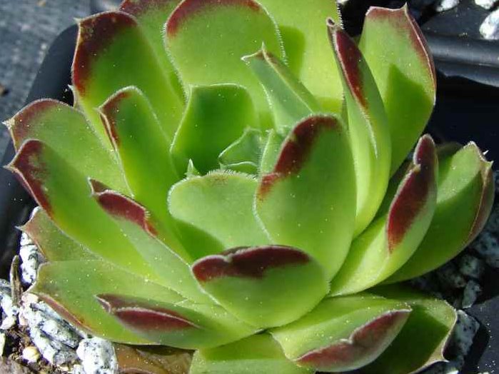 heuffelii (glabrum) from Galičica, Typ C PH1800