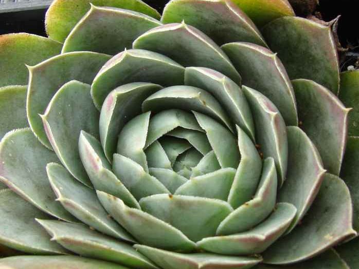 heuffelii (glabrum) from Koprivnik