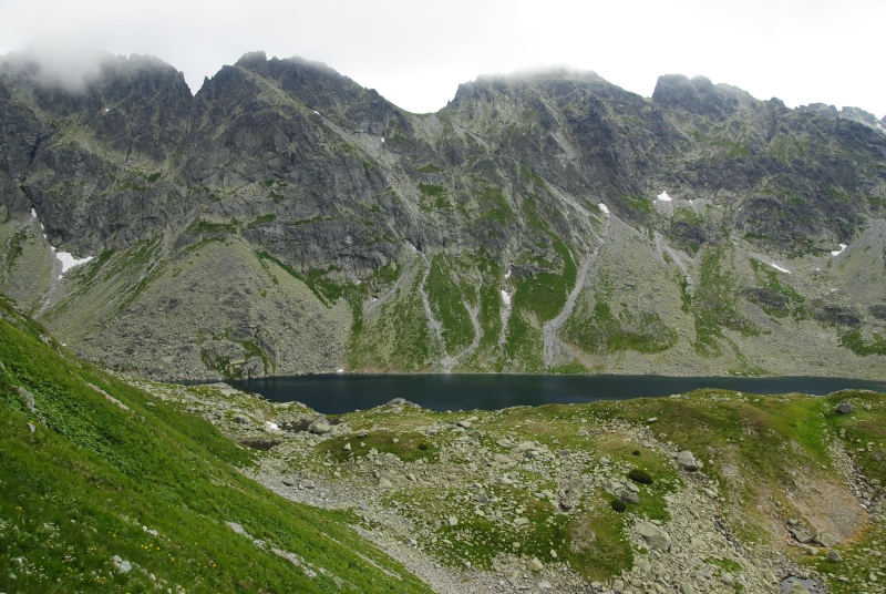montanum ssp. carpathicum from Hincova kotlina