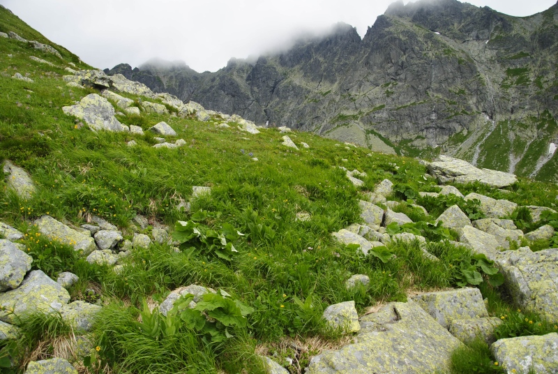 montanum ssp. carpathicum from Hincova kotlina