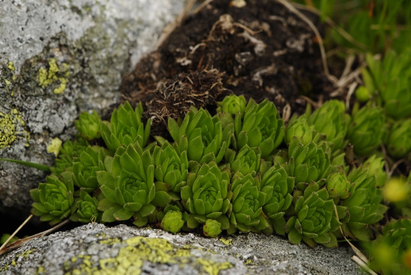 montanum ssp. carpathicum from Hincova kotlina