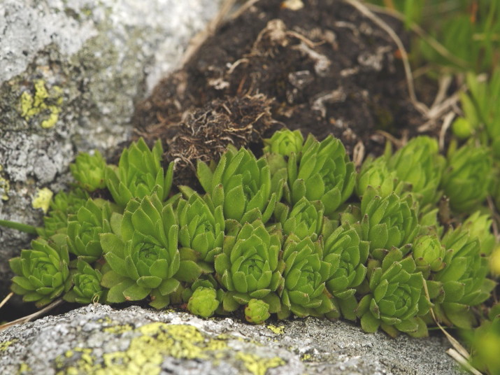 montanum ssp. carpathicum from Hincova kotlina