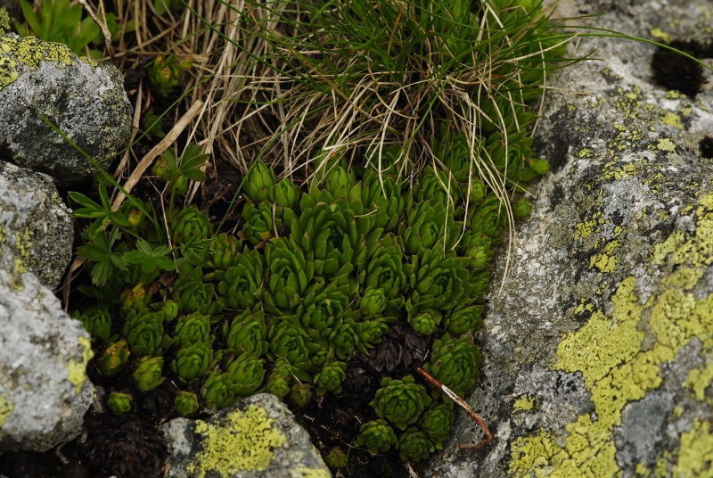 montanum ssp. carpathicum from Hincova kotlina