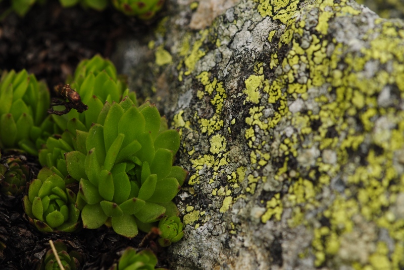 montanum ssp. carpathicum from Hincova kotlina