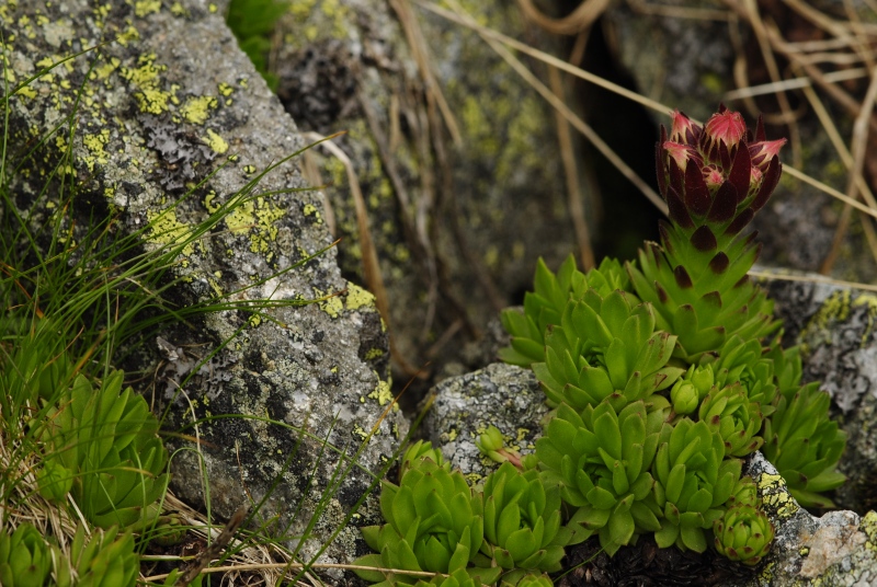 montanum ssp. carpathicum from Hincova kotlina