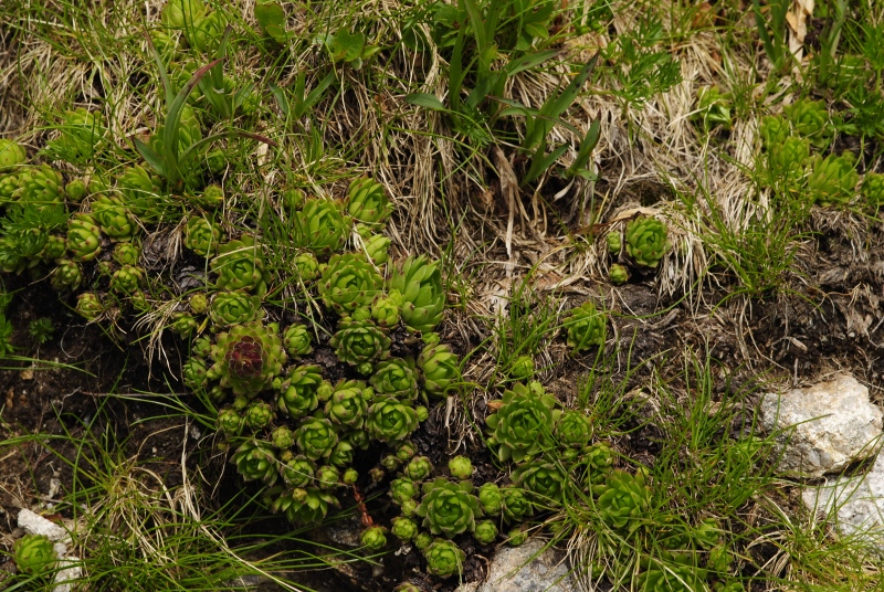 montanum ssp. carpathicum from Kôprovský štít, SO Abhang