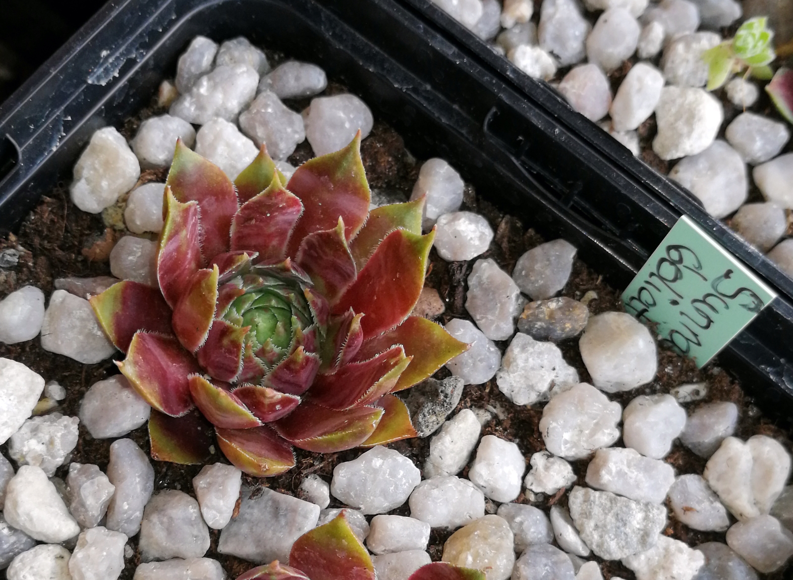 Sunray Goliath Kindel