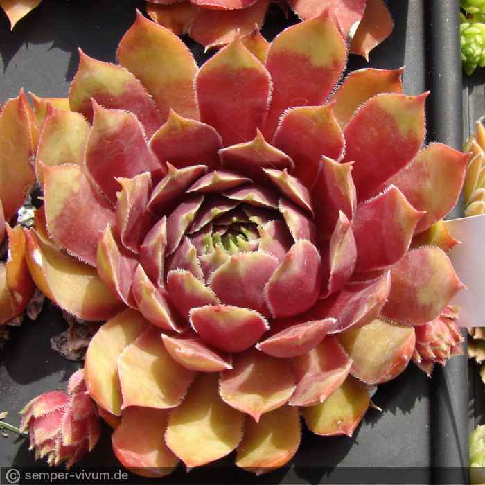Sunray Goliath