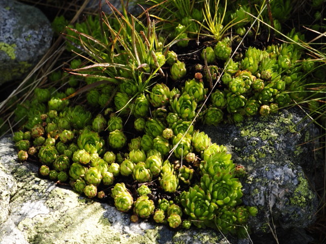 montanum ssp. carpathicum from Kondratova kopa, SW Abhang