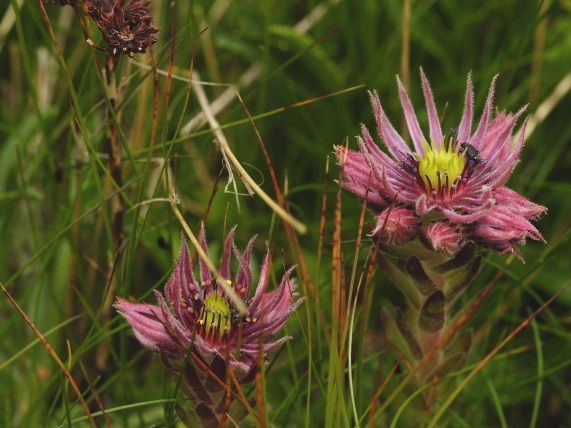 montanum ssp. carpathicum from Kasprov vrch, SW Abhang