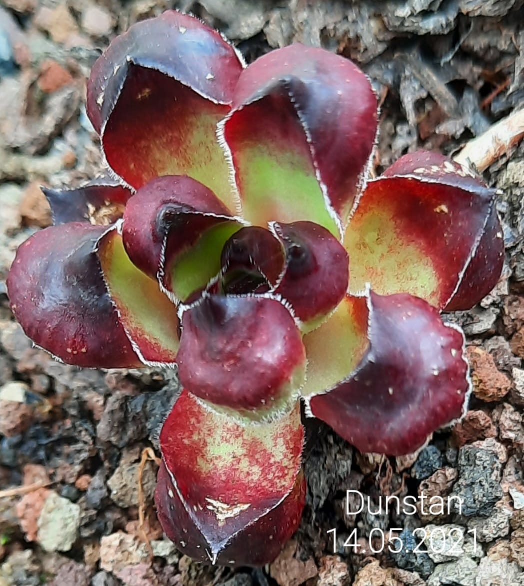 Dunstan