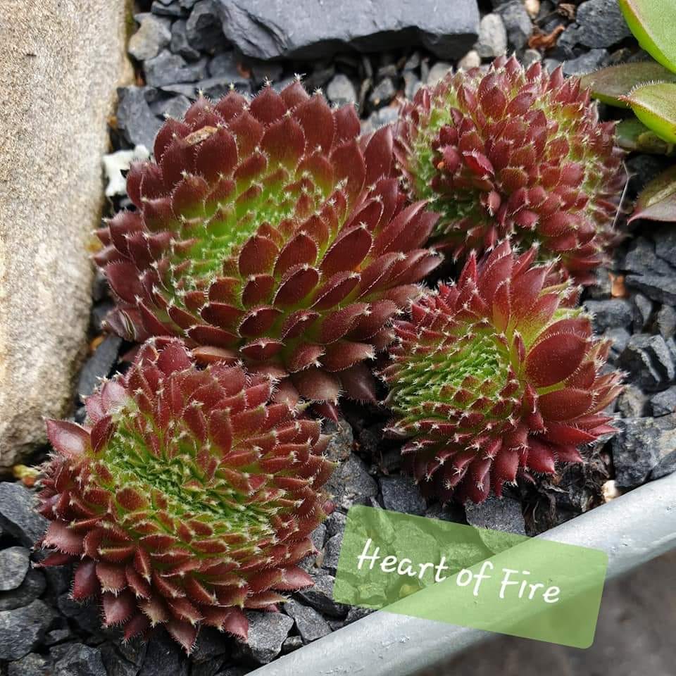 Heart of Fire