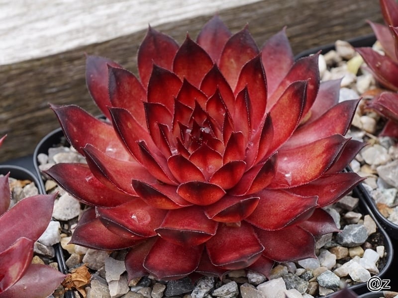 Zauberkugel