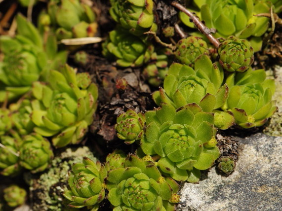montanum ssp. carpathicum from Kresanica 