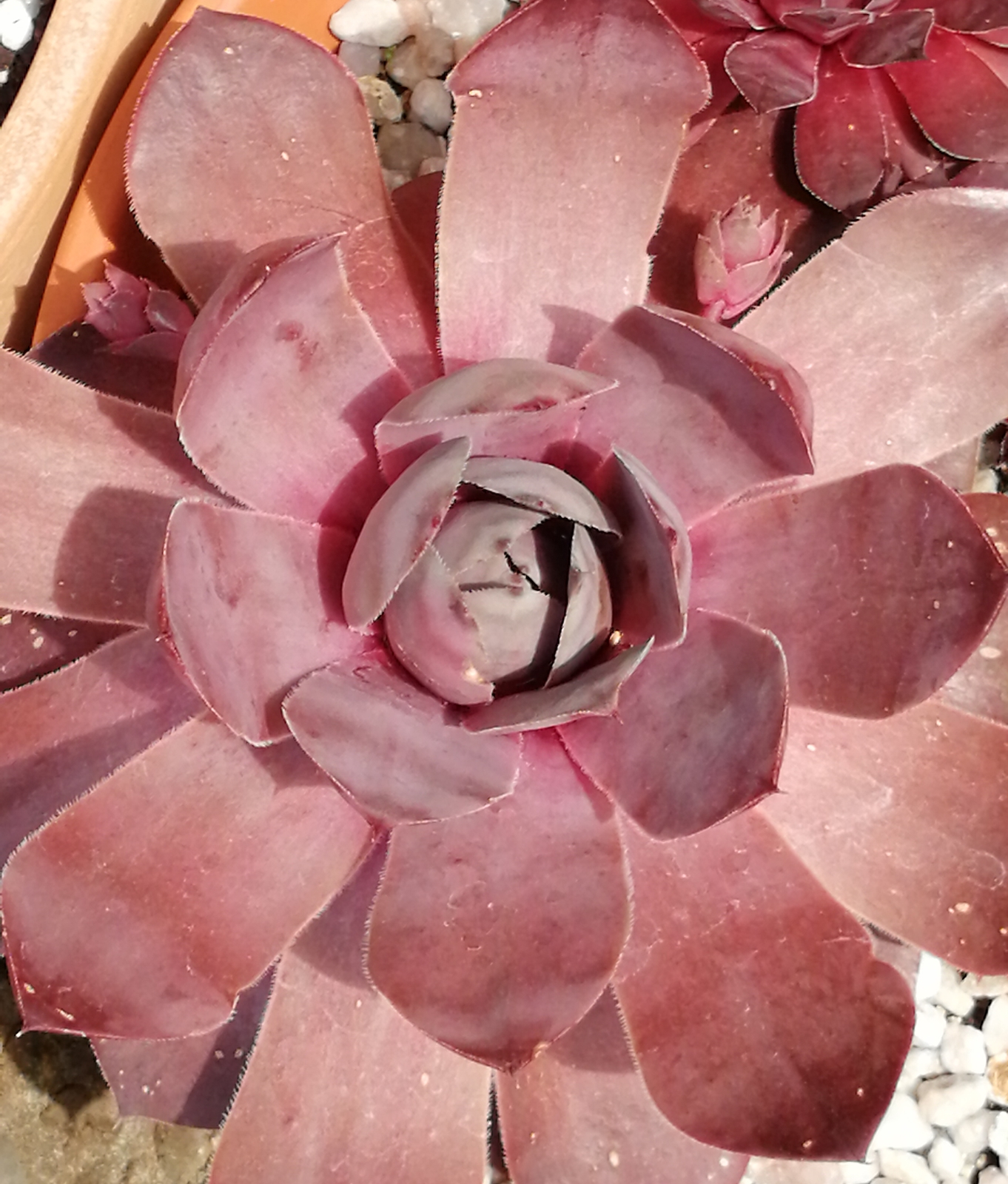 Pseudoornatum