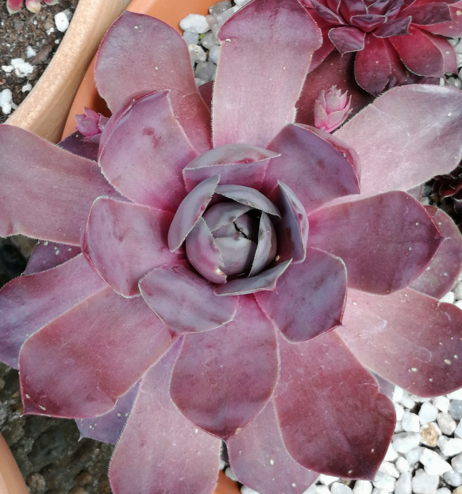 Pseudoornatum