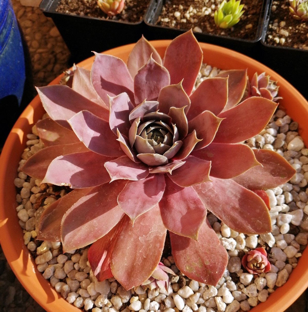 Pseudoornatum