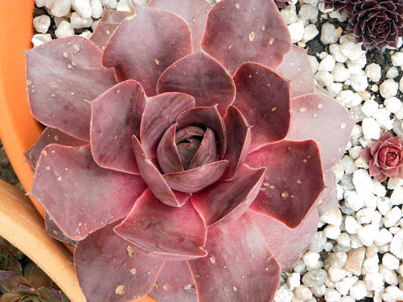 Pseudoornatum