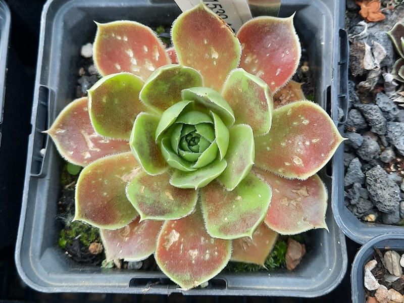 Pink Star / Jovi