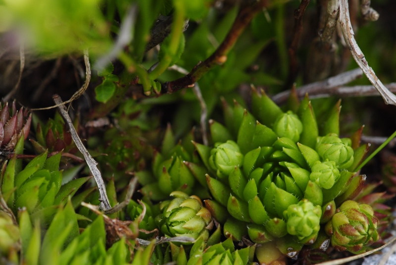 globiferum ssp. hirtum (preissianum) from Ráztoka, W Abhang