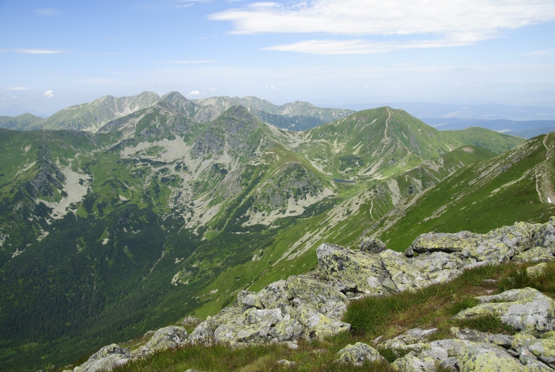 montanum ssp. carpathicum from Jakubina, Gipfel